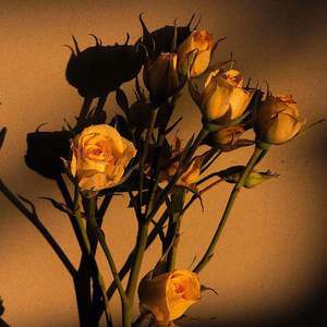 操爽了的动漫美女
