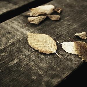 操爽了的动漫美女
